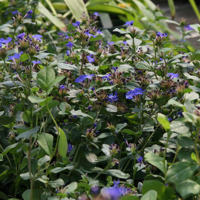 Ceratostigma plumbaginoides  - Hardy Plumbago, Leadwort - Shipped