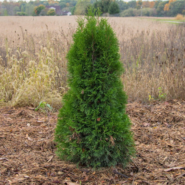 Thuja occidentalis 'Smaragd'  - Emerald Green Arborvitae - Shipped