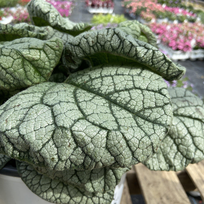 Brunnera macrophylla ‘Jack of Diamonds’  - Jack of Diamonds Heartleaf Brunnera - Shipped