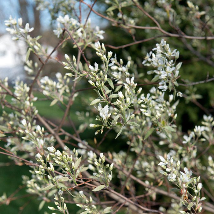 Amelanchier canadensis  - Shadblow Serviceberry - Shipped