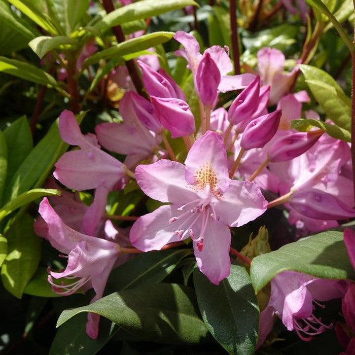 Rhododendron maximum 'Independence'  - Independence Rosebay Rhododendron - Shipped