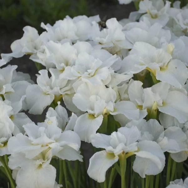 Iris sibirica 'Swans in Flight'  - Swans In Flight Siberian Iris - Shipped
