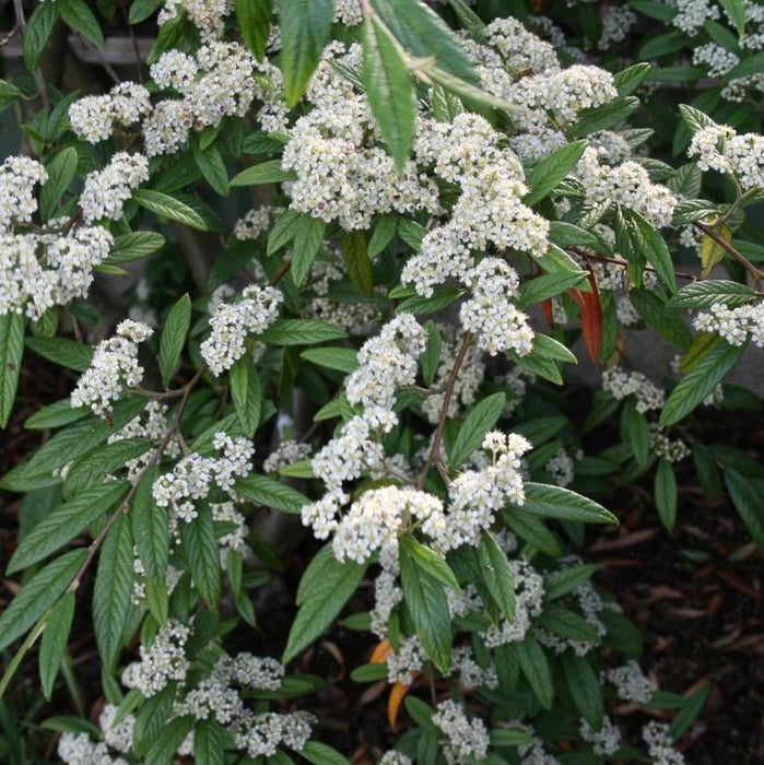 Cotoneaster sal. 'Repandens'  - Willowleaf Cotoneaster - Shipped