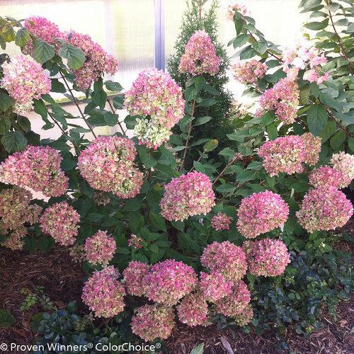 Proven Winners® Little Lime® Hydrangea - Shipped