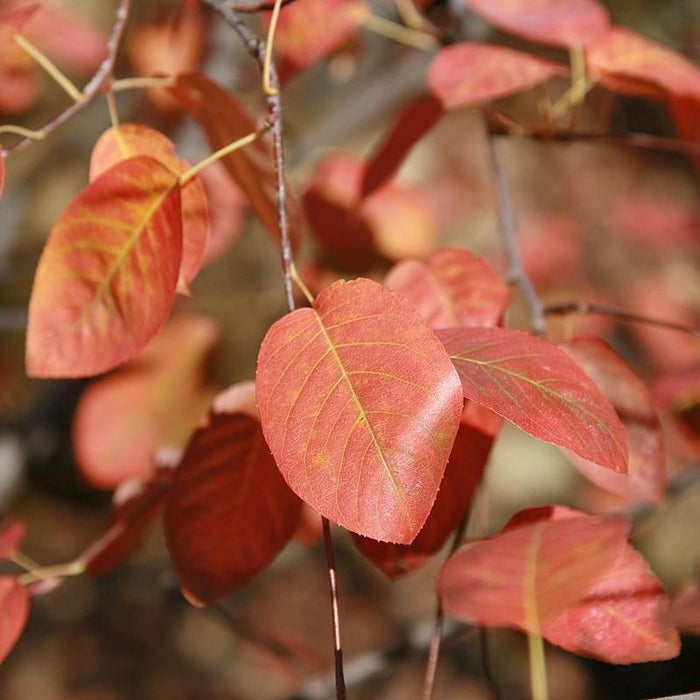 Amelanchier canadensis  - Shadblow Serviceberry - Shipped