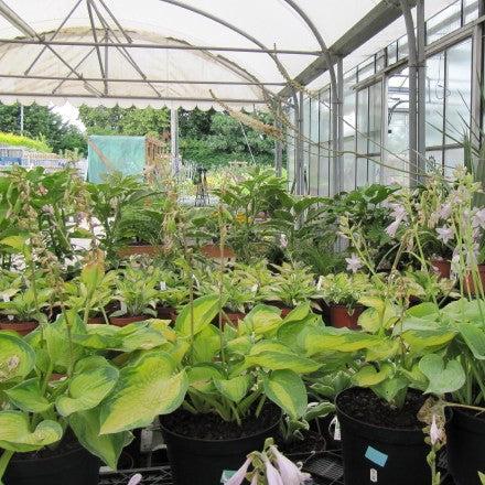 Hosta 'Island Breeze'  - Island Breeze Hosta - Shipped