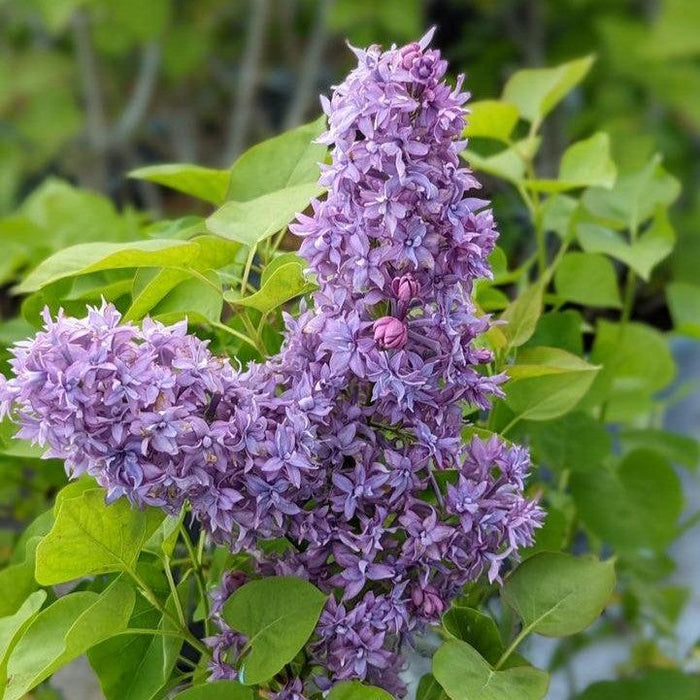 Syringa x hyacinthiflora 'Royal Purple'  - Royal Purple Lilac - Shipped