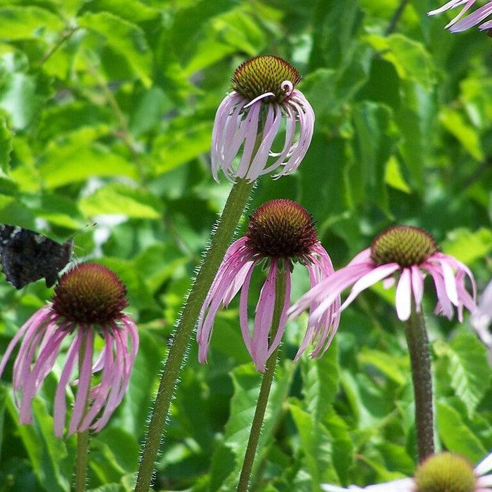 Echinacea pallida  - Pale Purple Coneflower - Shipped