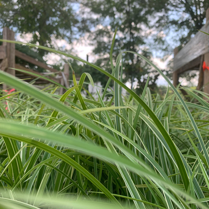 Carex morrowii 'Ice Dance'  - Ice Dance Sedge - Shipped