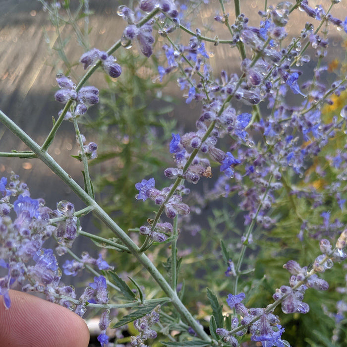 Perovskia atriplicifolia  - Russian Sage - Shipped
