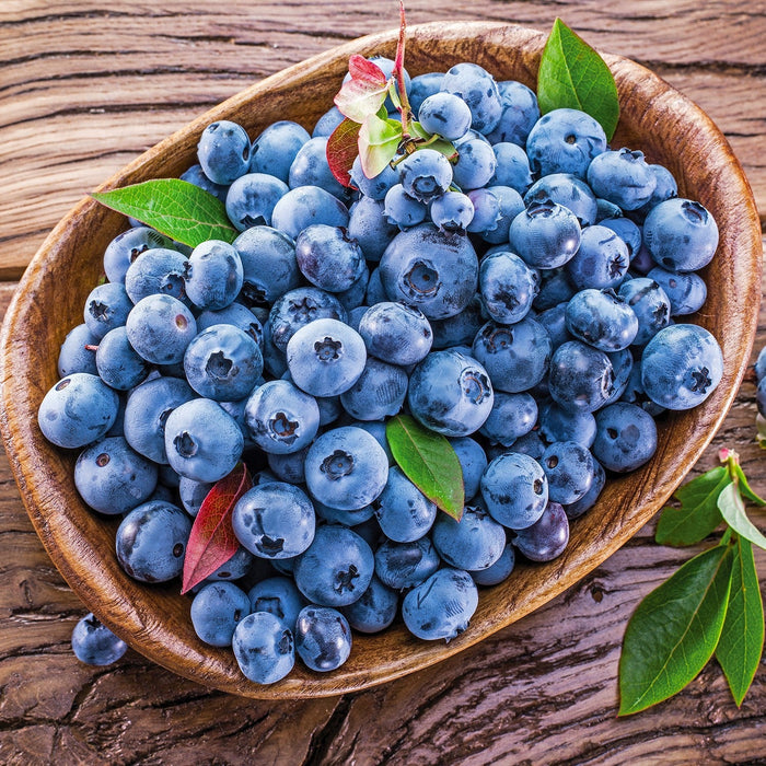 Vaccinium corymbosum 'Blueray'  - Blueray Blueberry - Shipped