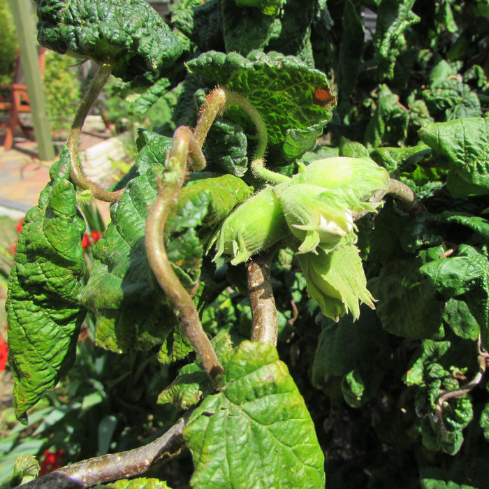 Corylus avellana 'Contorta'  - Contorted Filbert, Harry Lauder’s Walking Stick - Shipped