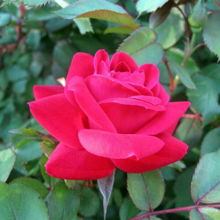 Rosa ‘Radtko’ PP 16,202  - Double Knock Out® Rose - Shipped