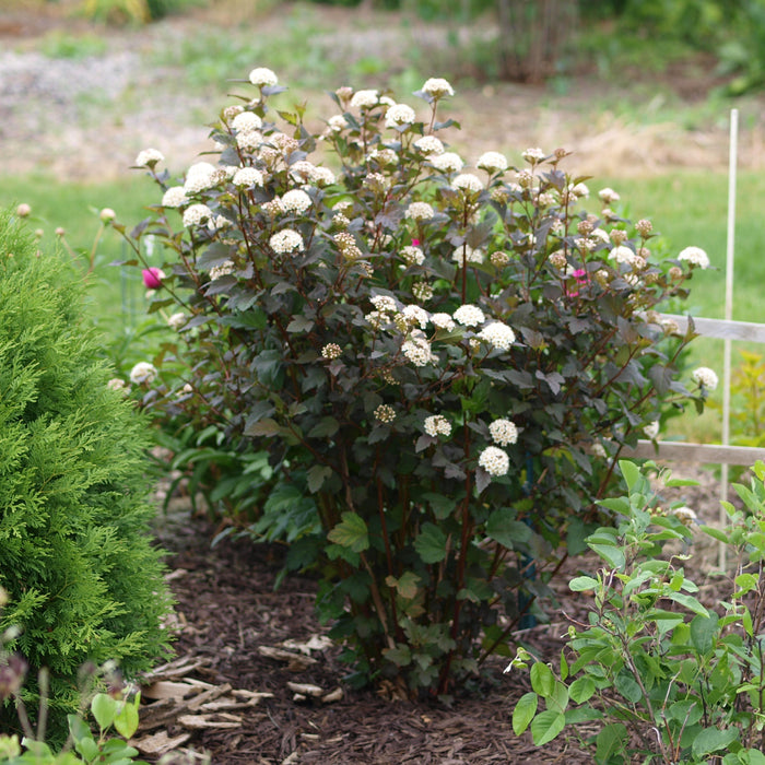 Physocarpus opulifolius 'Monlo'  - Diablo® Ninebark - Shipped