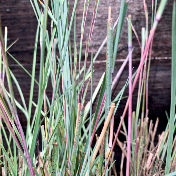 Schizachyrium scoparium 'The Blues'  - The Blues Little Bluestem - Shipped