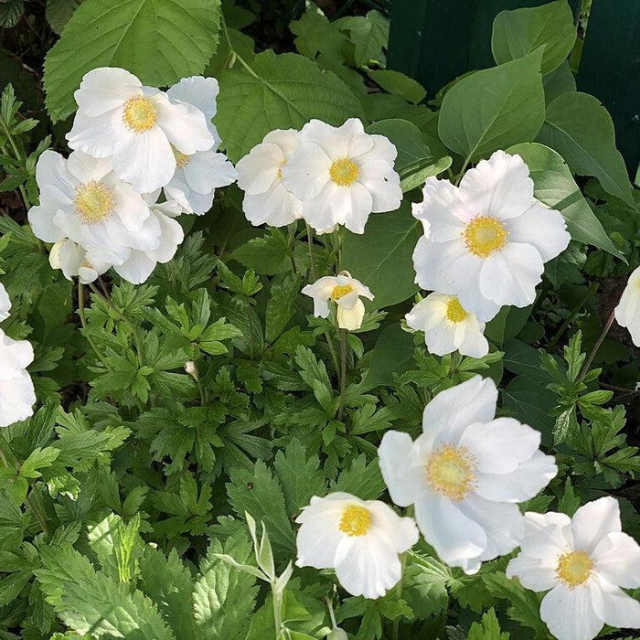 Anemone canadensis  - Canadian Anemone - Shipped