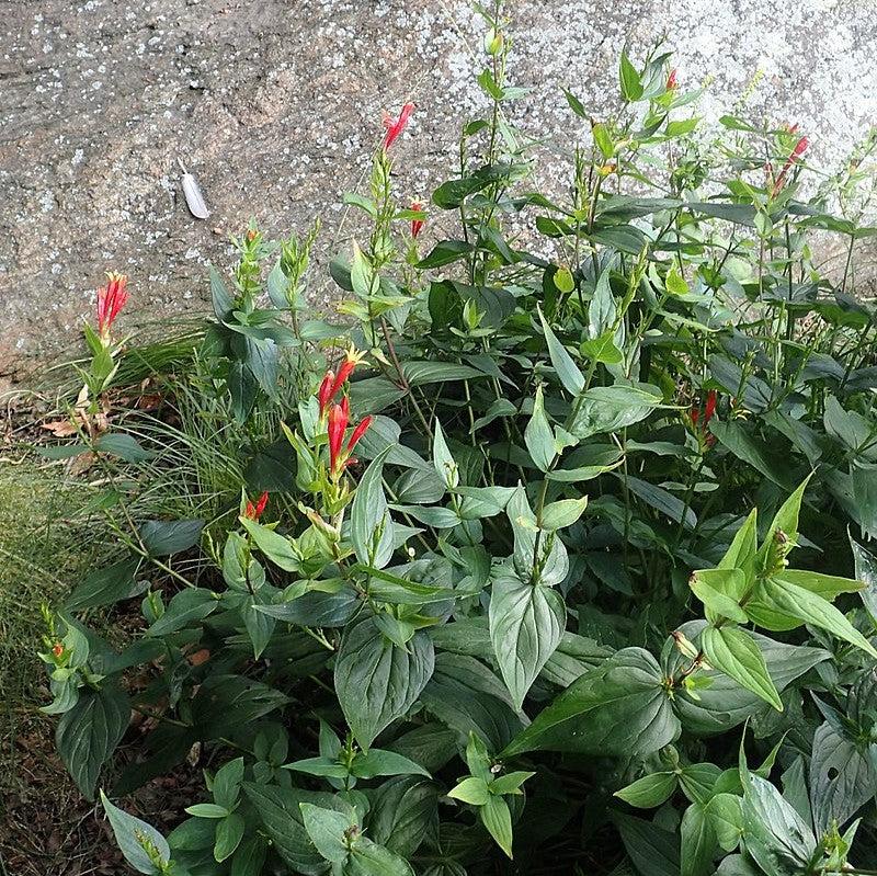 Little Redhead Indian Pink - Shipped