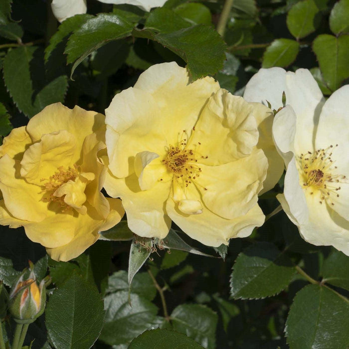 Rosa 'SRPylwko' PP 35,465  - Easy Bee-zy™ Knock Out® Rose - Shipped