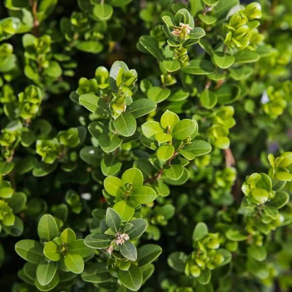 Baby Gem™ Boxwood - Shipped