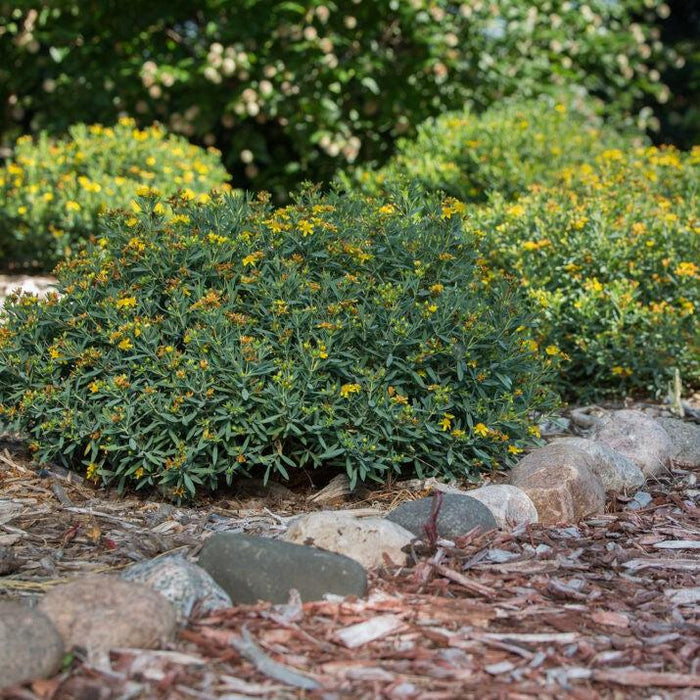 Hypericum kalmianum 'PIIHYP-I'  - First Editions® Cobalt-n-Gold™ St. John's Wort - Shipped