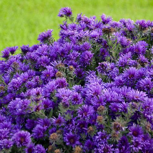 Grape Crush New England Aster - Shipped