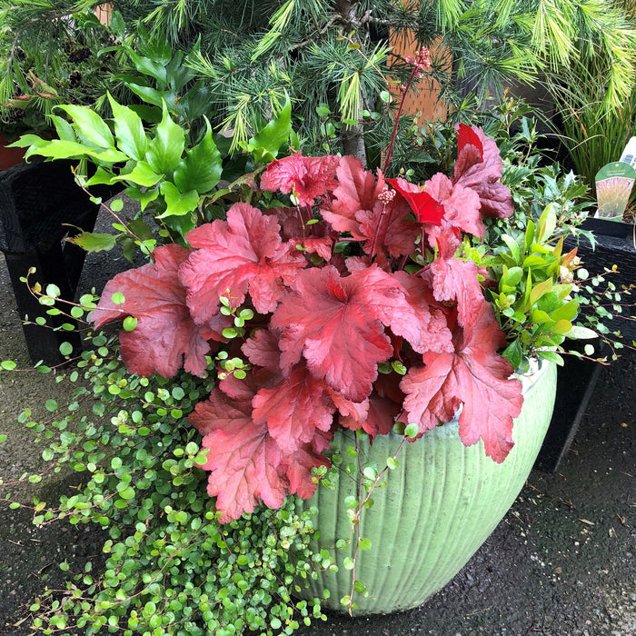 Heuchera x 'TNHEUFR'  - Forever® Red Heuchera, Coral Bells - Shipped