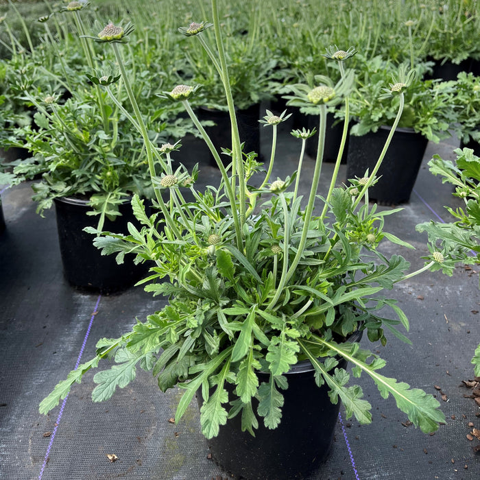 Scabiosa columbaria 'Butterfly Blue'  - Butterfly Blue Pincushion Flower - Shipped