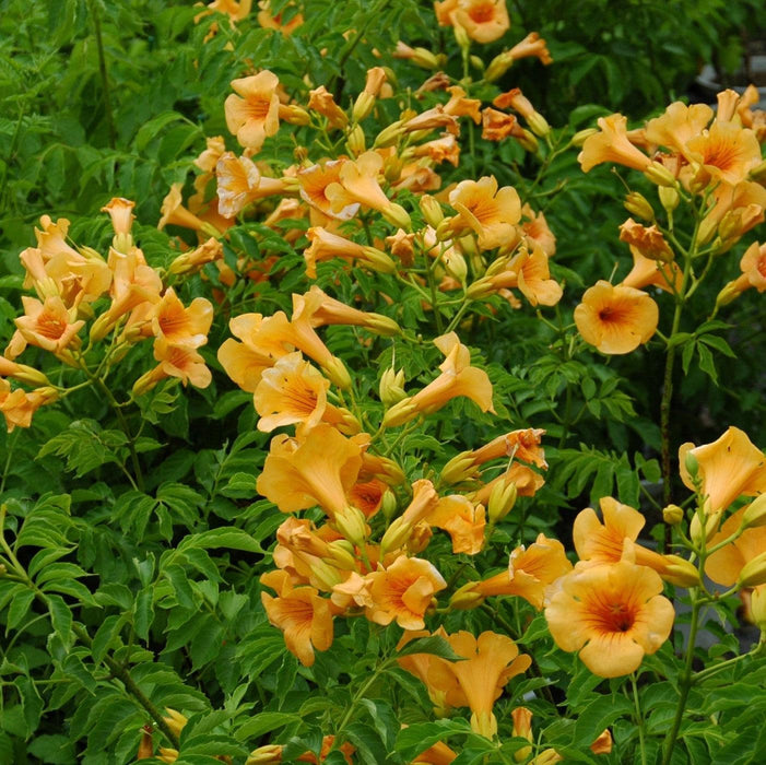 Campsis x tagliabuana 'Takarazuka Yellow' PP 23,918  - Summer Jazz™ Sunrise Gold Campsis - Shipped
