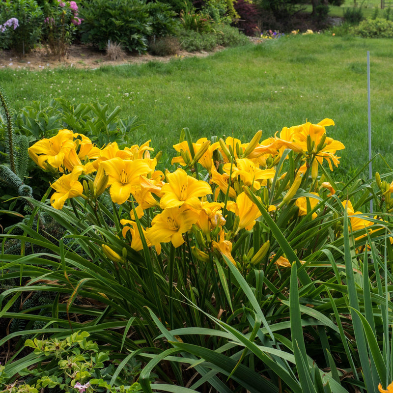 Buttered Popcorn Daylily - Shipped