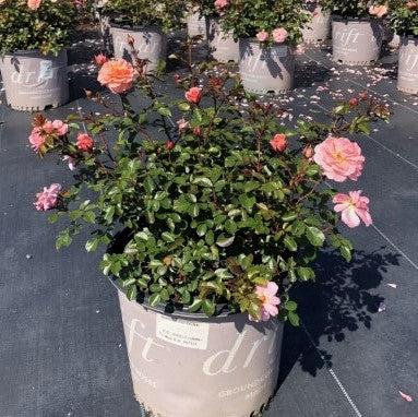 Apricot Drift® Rose - Shipped