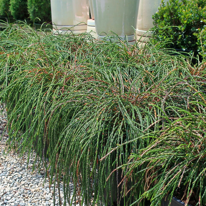 Thuja plicata 'Whipcord'