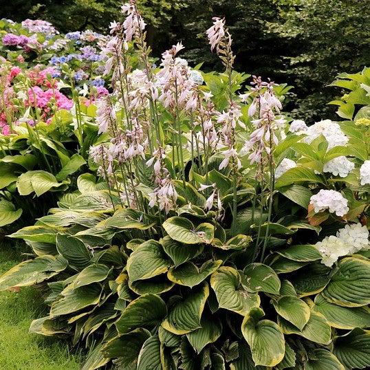 Hosta 'Earth Angel'  - Earth Angel Hosta - Shipped