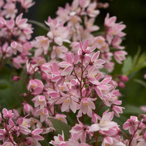 Yuki Cherry Blossom® Deutzia - Shipped