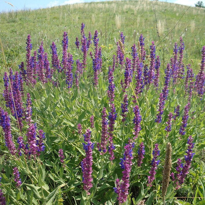 Salvia nemorosa 'ALKLF' PP #28,393  - Blue Bouquetta Meadow Sage - Shipped