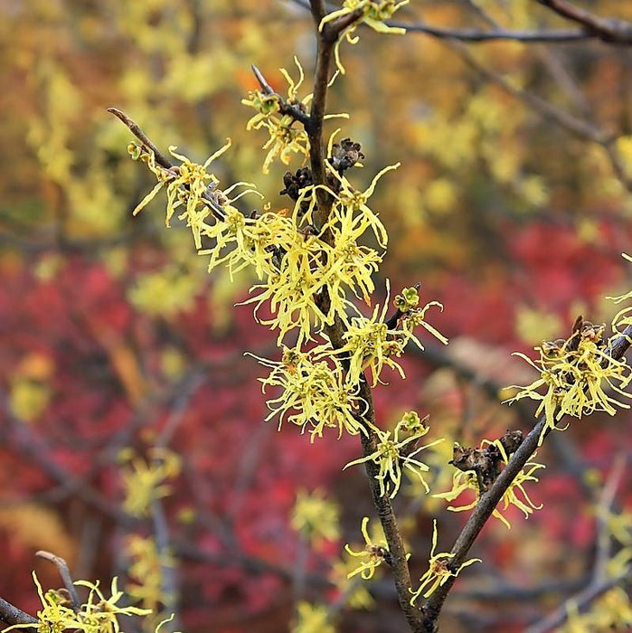 Hamamelis virginiana  - Witch Hazel - Shipped