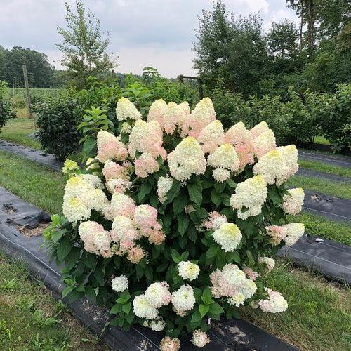 Hydrangea paniculata 'SMNHPM'  - Quick Fire Fab® Hydrangea - Shipped