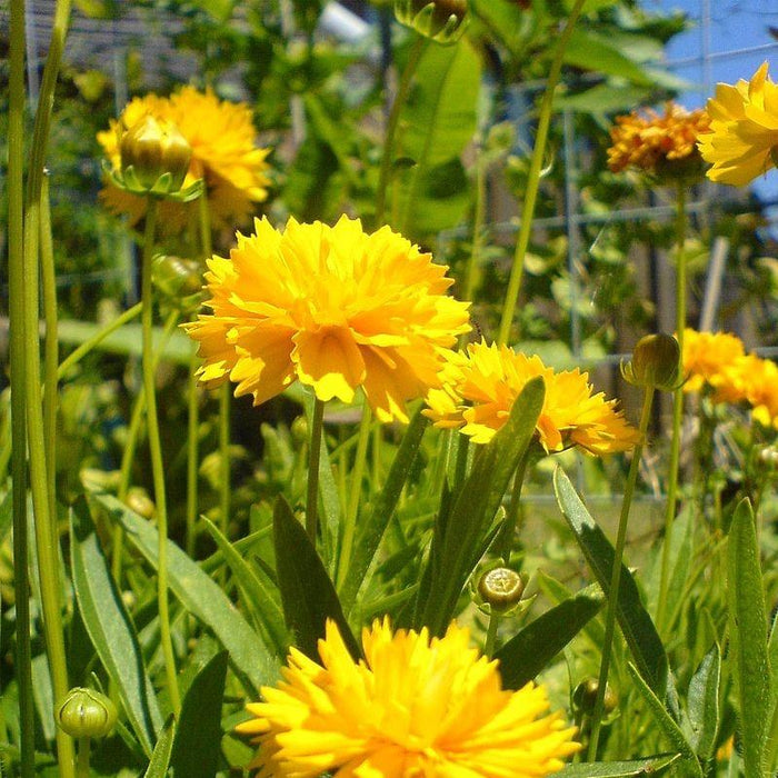 Coreopsis grandiflora 'DCOREO16'  - Solanna™ Golden Sphere Tickseed - Shipped