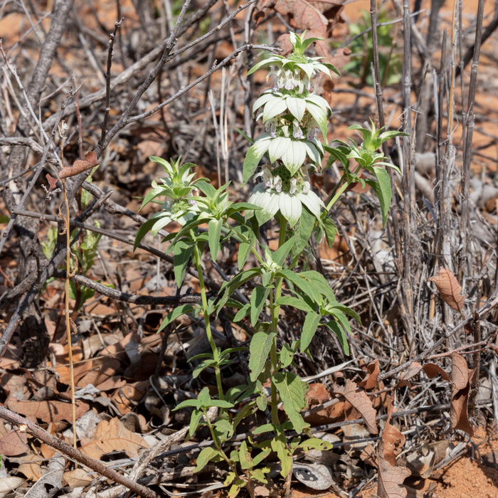 Monarda punctata  - Spotted Beebalm - Shipped