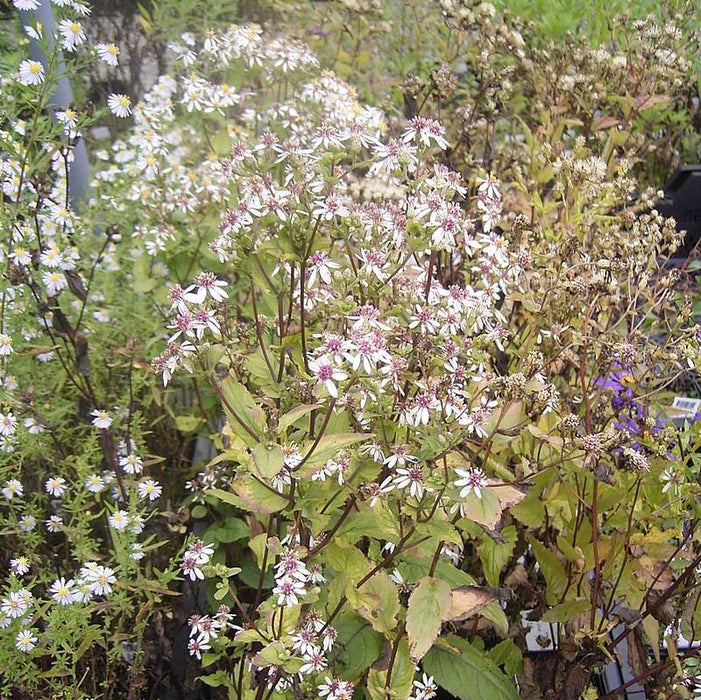 Aster divaricatus  - White Wood Aster - Shipped