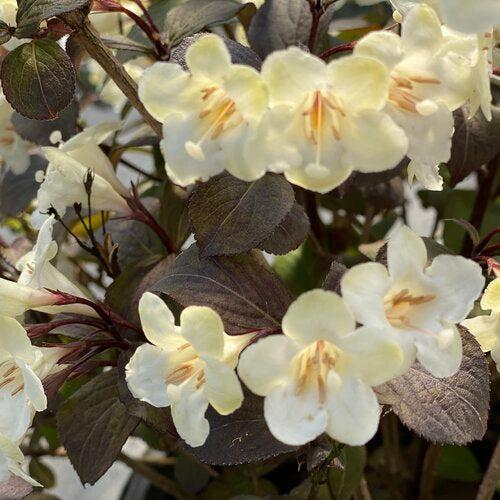 Weigela florida 'SMNWFGC'  - Wine & Spirits® Weigela - Shipped