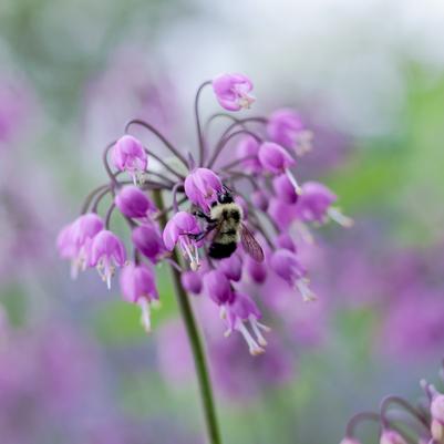 ALLIUM CERNUM - WILD NODDING ONION - In Store Pickup