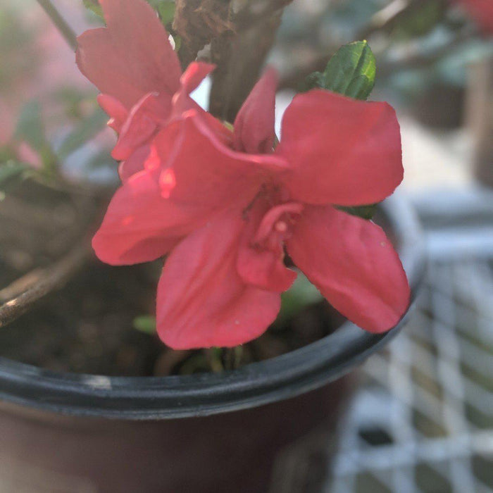Rhododendron ‘Robleza’  - Encore® Autumn Bonfire™ Azalea - Shipped