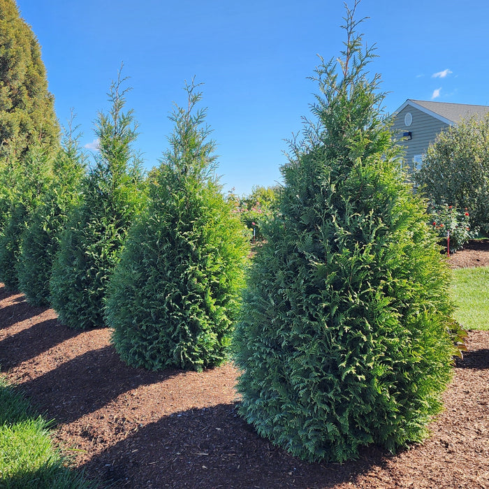 Thuja occidentalis 'Junior Giant'  - Junior Giant Arborvitae - Shipped