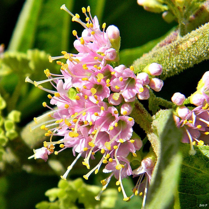 Callicarpa americana  - American Beautyberry - Shipped