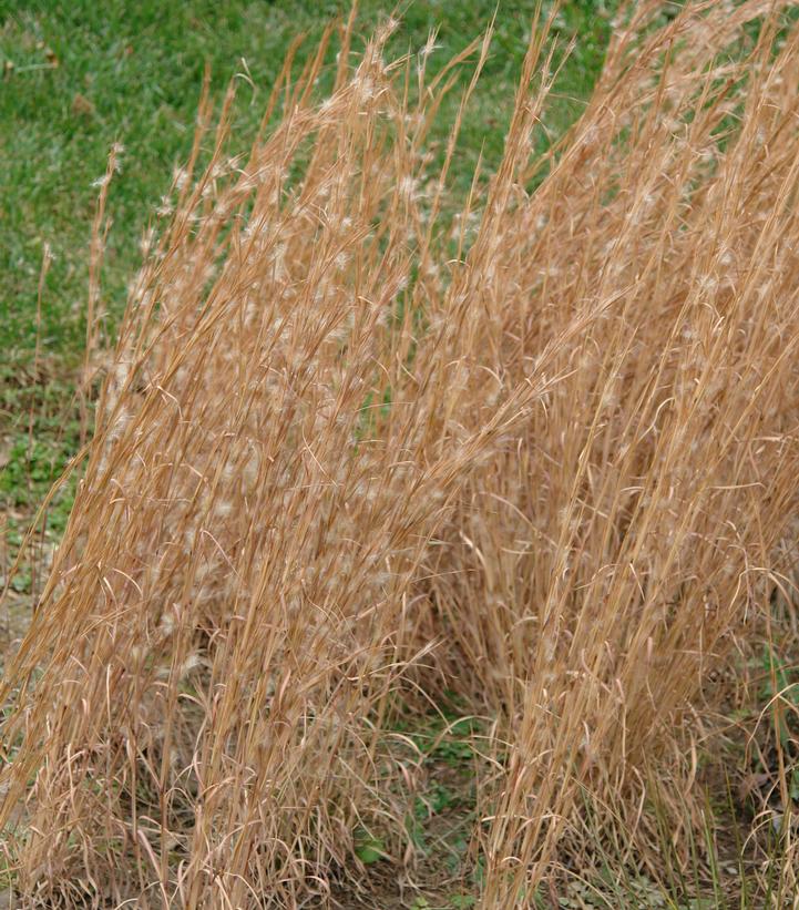 BROOMSEDGE GRASS (ANDROPOGON VIRGINICUS)  - In Store Pickup