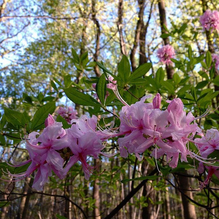 Rhododendron periclymenoides  - Pinxterbloom Azalea - Shipped