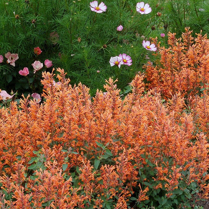 Agastache ‘Kudos Mandarin’  - Kudos™ Mandarin Hummingbird Mint, Hyssop - Shipped
