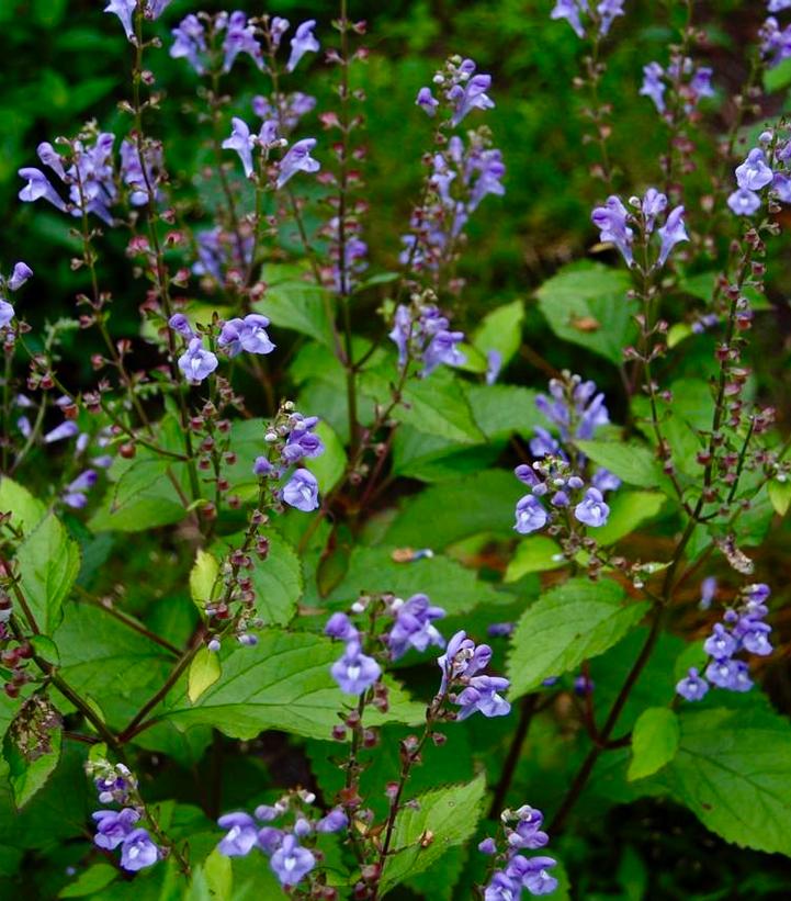 SCULLCAP (SCUTELLARIA) - 'APPALACHIAN BLUES' - In Store Pickup