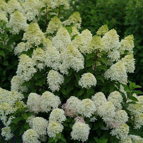 Hydrangea paniculata 'SMNHPM'  - Quick Fire Fab® Hydrangea - Shipped