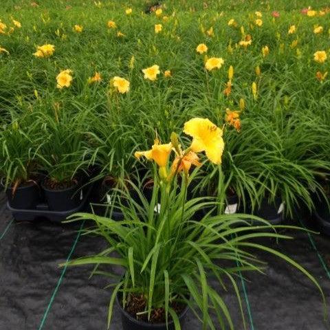 Hemerocallis 'Apricot Sparkles'  - Apricot Sparkles Daylily - Shipped